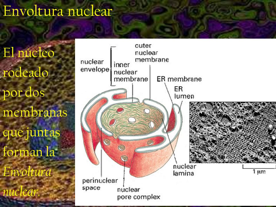 Envoltura nuclear El núcleo rodeado por dos membranas que juntas