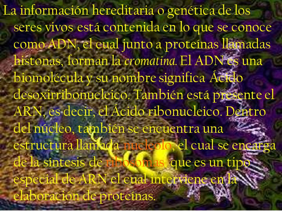 La información hereditaria o genética de los seres vivos está contenida en lo que se conoce como ADN, el cual junto a proteínas llamadas histonas, forman la cromatina.