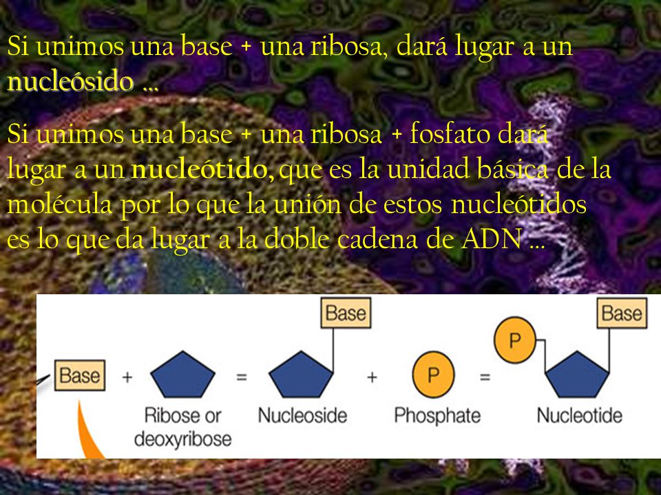 Si unimos una base + una ribosa, dará lugar a un nucleósido …