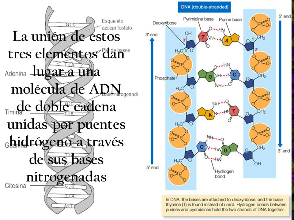 La unión de estos tres elementos dan lugar a una molécula de ADN de doble cadena unidas por puentes hidrógeno a través de sus bases nitrogenadas