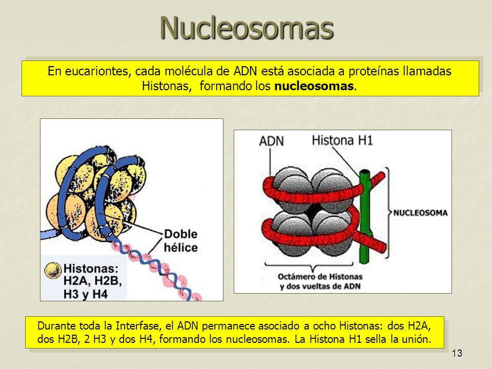 Nucleosomas En eucariontes, cada molécula de ADN está asociada a proteínas llamadas Histonas, formando los nucleosomas.