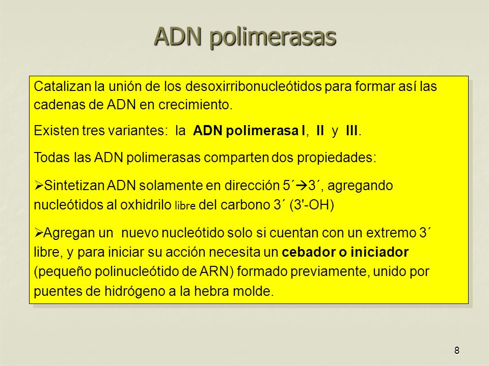 ADN polimerasas Catalizan la unión de los desoxirribonucleótidos para formar así las cadenas de ADN en crecimiento.