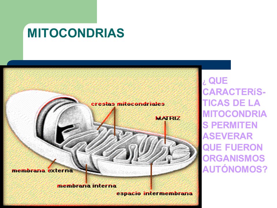 MITOCONDRIAS ¿ QUE CARACTERíS-TICAS DE LA MITOCONDRIAS PERMITEN ASEVERAR QUE FUERON ORGANISMOS AUTÓNOMOS
