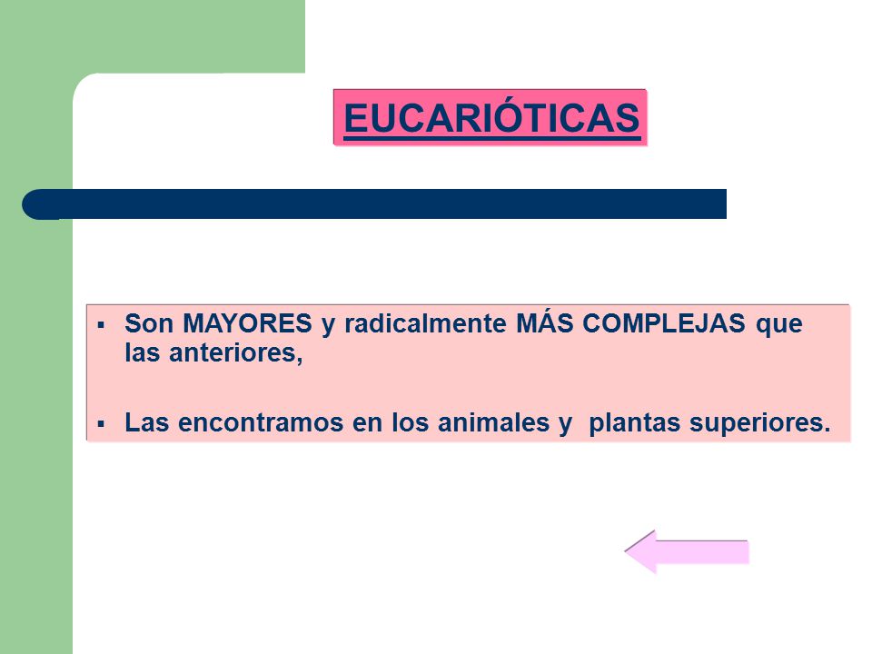 EUCARIÓTICAS Son MAYORES y radicalmente MÁS COMPLEJAS que las anteriores, Las encontramos en los animales y plantas superiores.