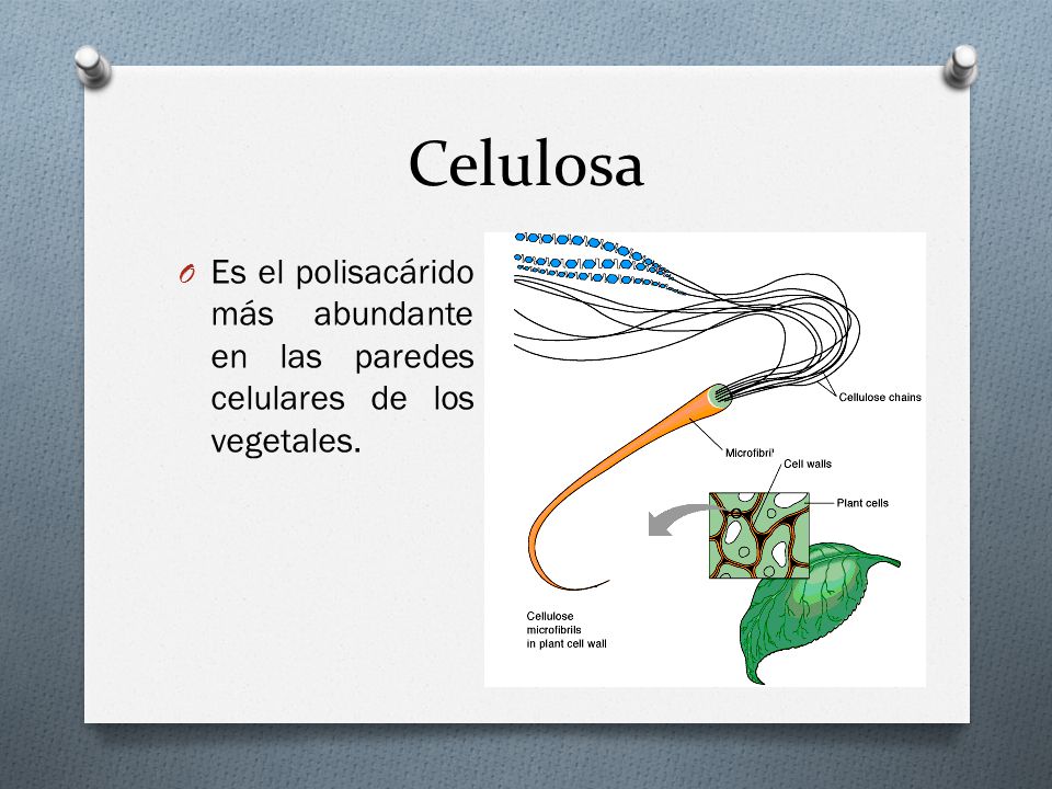 Celulosa Es el polisacárido más abundante en las paredes celulares de los vegetales.