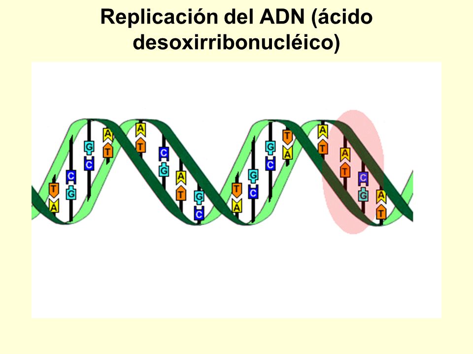 Replicación del ADN (ácido desoxirribonucléico)