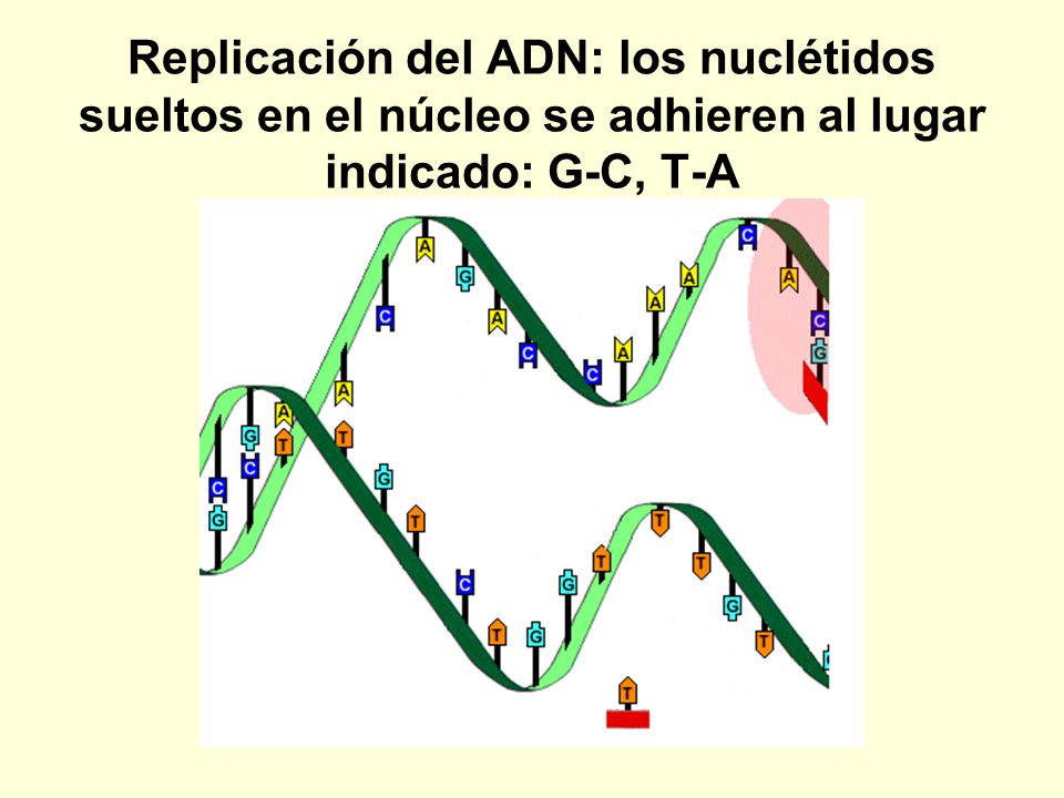 Replicación del ADN: los nuclétidos sueltos en el núcleo se adhieren al lugar indicado: G-C, T-A