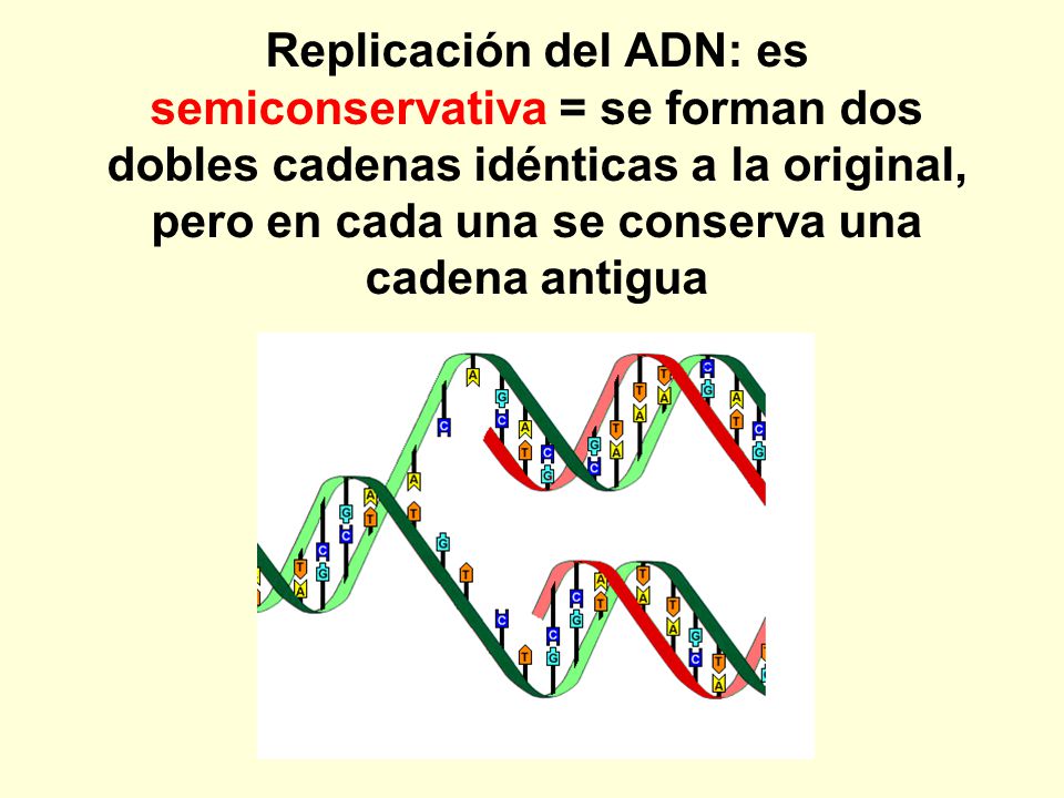 Replicación del ADN: es semiconservativa = se forman dos dobles cadenas idénticas a la original, pero en cada una se conserva una cadena antigua