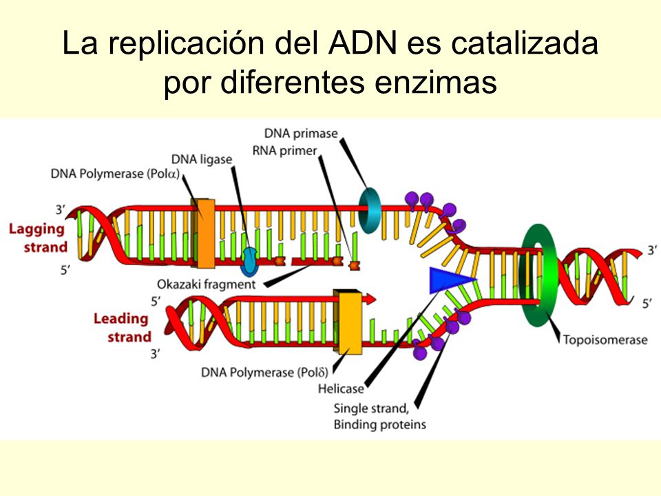 La replicación del ADN es catalizada por diferentes enzimas