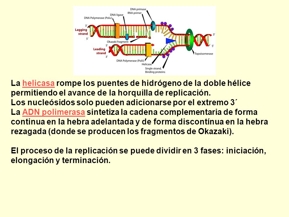 La helicasa rompe los puentes de hidrógeno de la doble hélice permitiendo el avance de la horquilla de replicación.