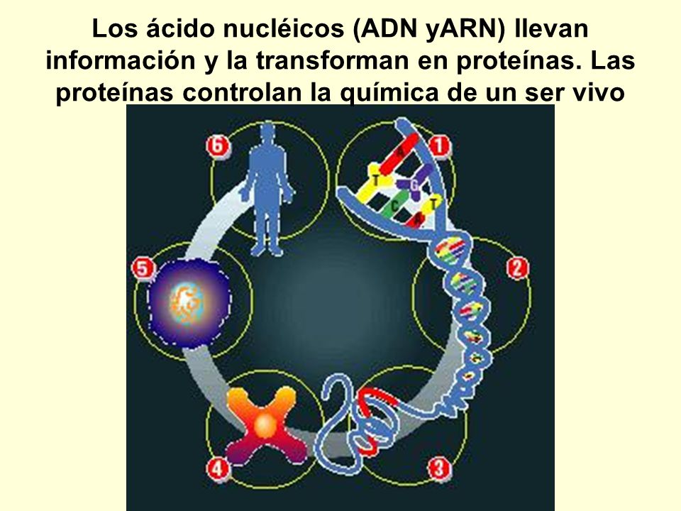 Los ácido nucléicos (ADN yARN) llevan información y la transforman en proteínas.