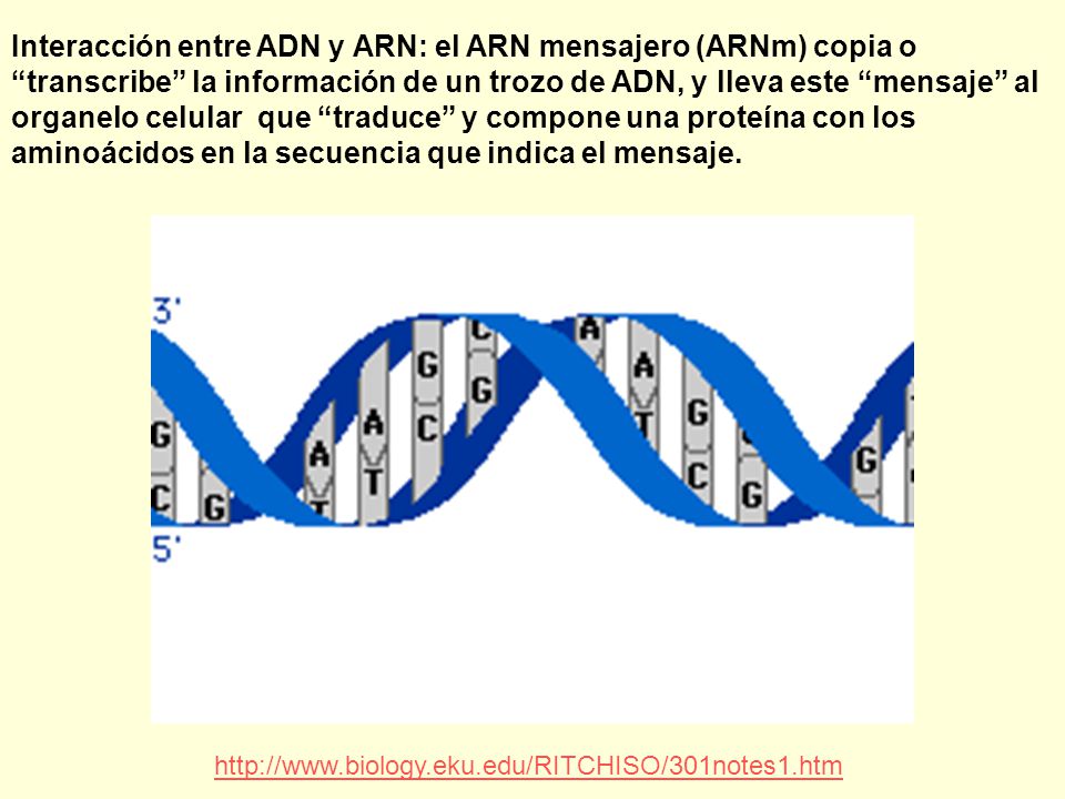 Interacción entre ADN y ARN: el ARN mensajero (ARNm) copia o transcribe la información de un trozo de ADN, y lleva este mensaje al organelo celular que traduce y compone una proteína con los aminoácidos en la secuencia que indica el mensaje.