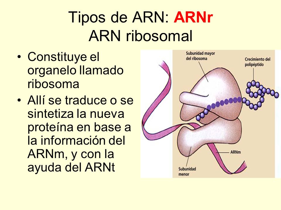 Tipos de ARN: ARNr ARN ribosomal