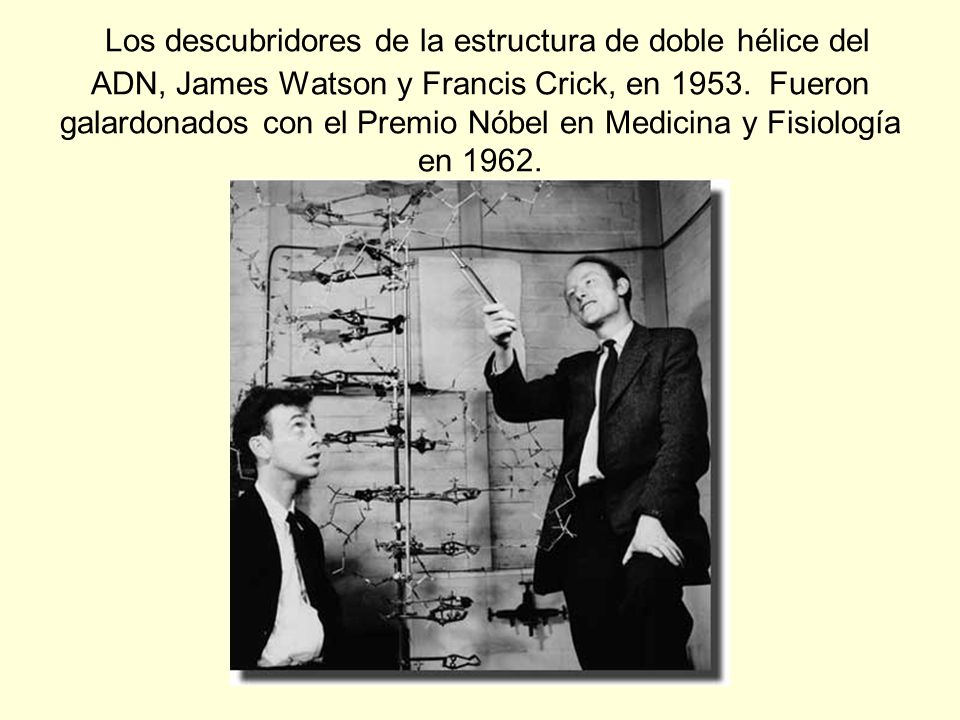 Los descubridores de la estructura de doble hélice del ADN, James Watson y Francis Crick, en 1953.