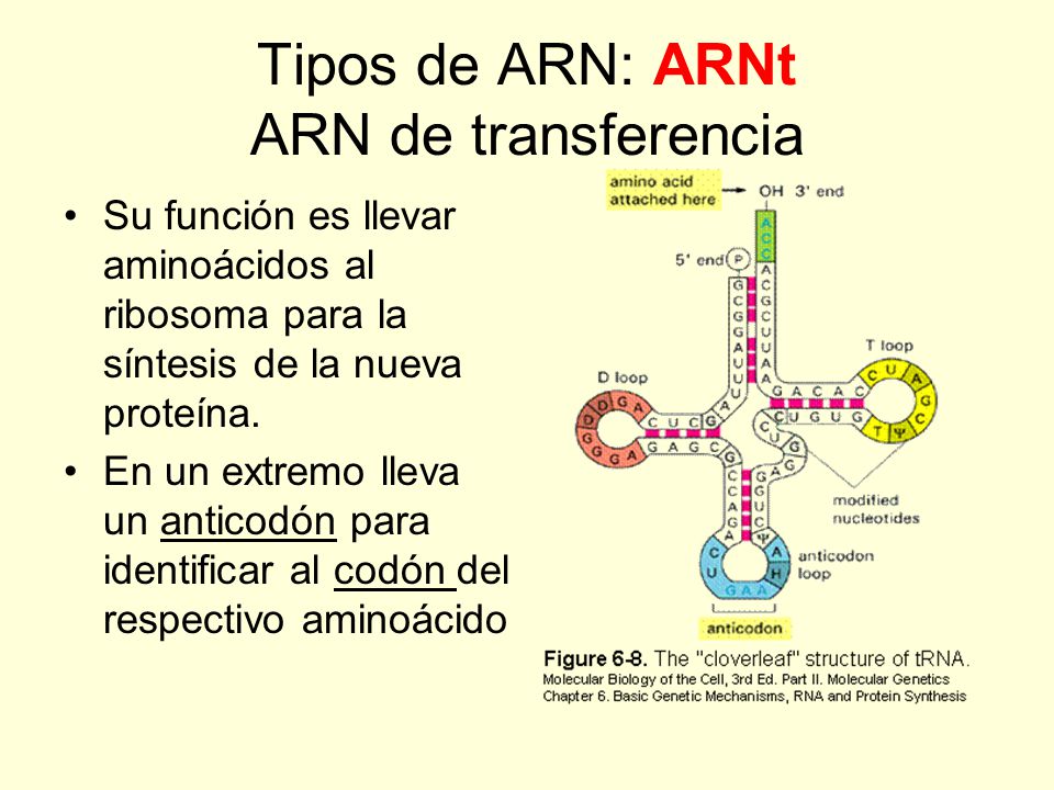 Tipos de ARN: ARNt ARN de transferencia