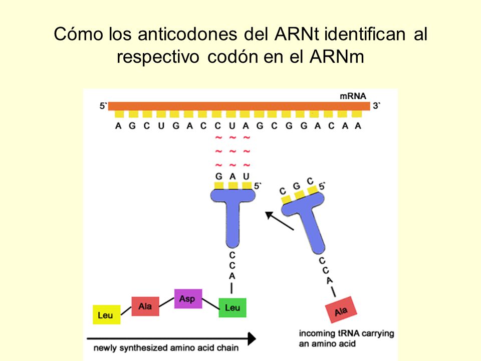 Cómo los anticodones del ARNt identifican al respectivo codón en el ARNm