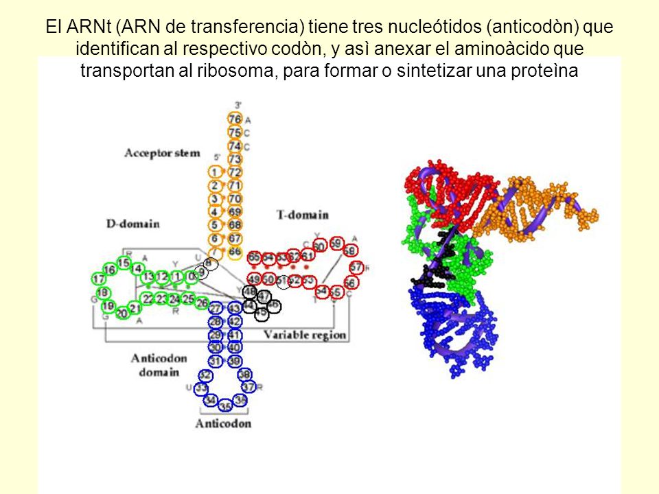 El ARNt (ARN de transferencia) tiene tres nucleótidos (anticodòn) que identifican al respectivo codòn, y asì anexar el aminoàcido que transportan al ribosoma, para formar o sintetizar una proteìna