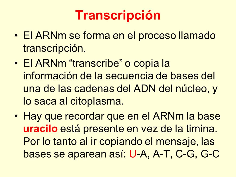 Transcripción El ARNm se forma en el proceso llamado transcripción.