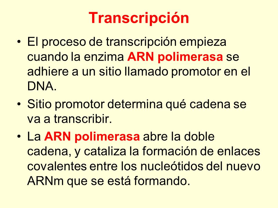 Transcripción El proceso de transcripción empieza cuando la enzima ARN polimerasa se adhiere a un sitio llamado promotor en el DNA.