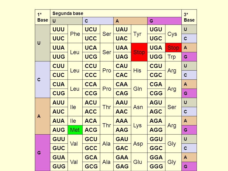 UUU Phe UCU Ser UAU Tyr UGU Cys UUC UCC UAC UGC UUA Leu UCA UAA Stop