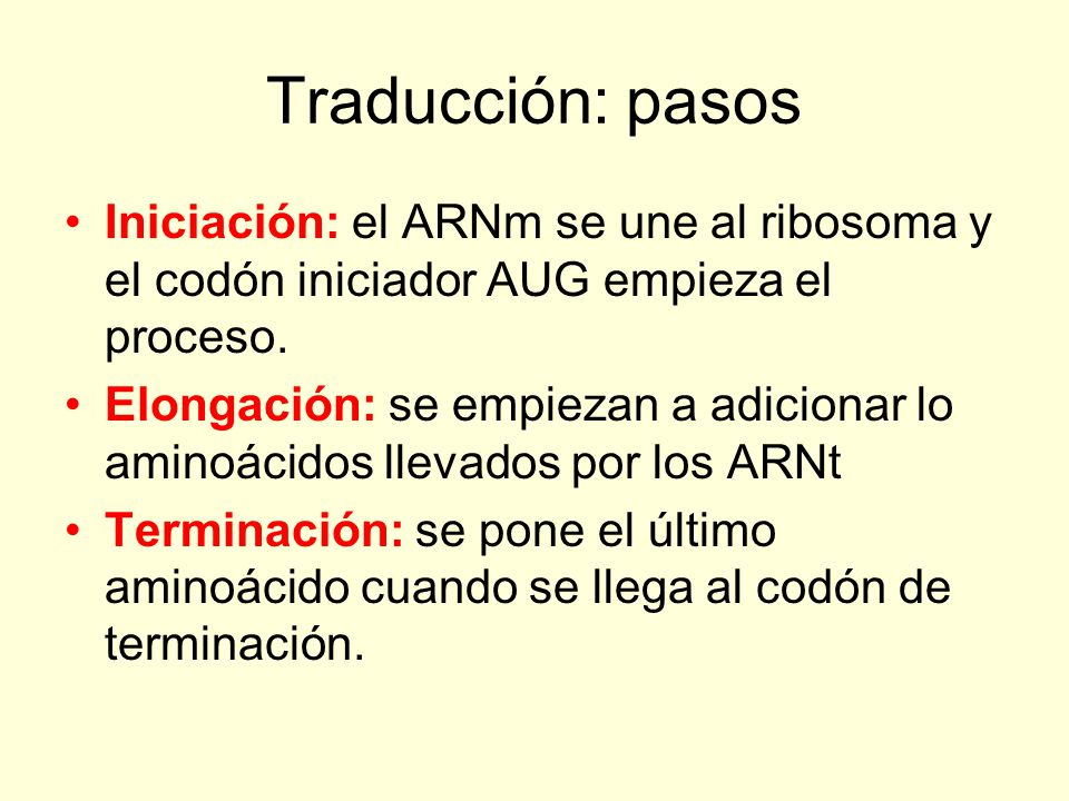 Traducción: pasos Iniciación: el ARNm se une al ribosoma y el codón iniciador AUG empieza el proceso.