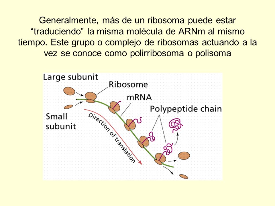 Generalmente, más de un ribosoma puede estar traduciendo la misma molécula de ARNm al mismo tiempo.