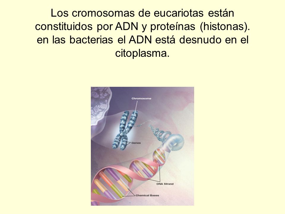 Los cromosomas de eucariotas están constituidos por ADN y proteínas (histonas).