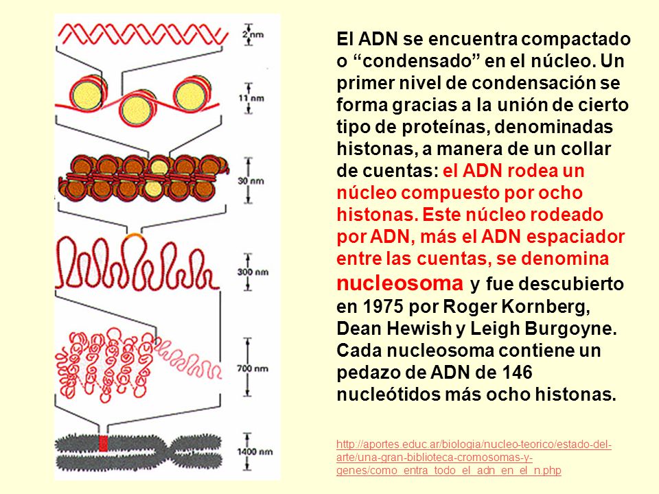 El ADN se encuentra compactado o condensado en el núcleo