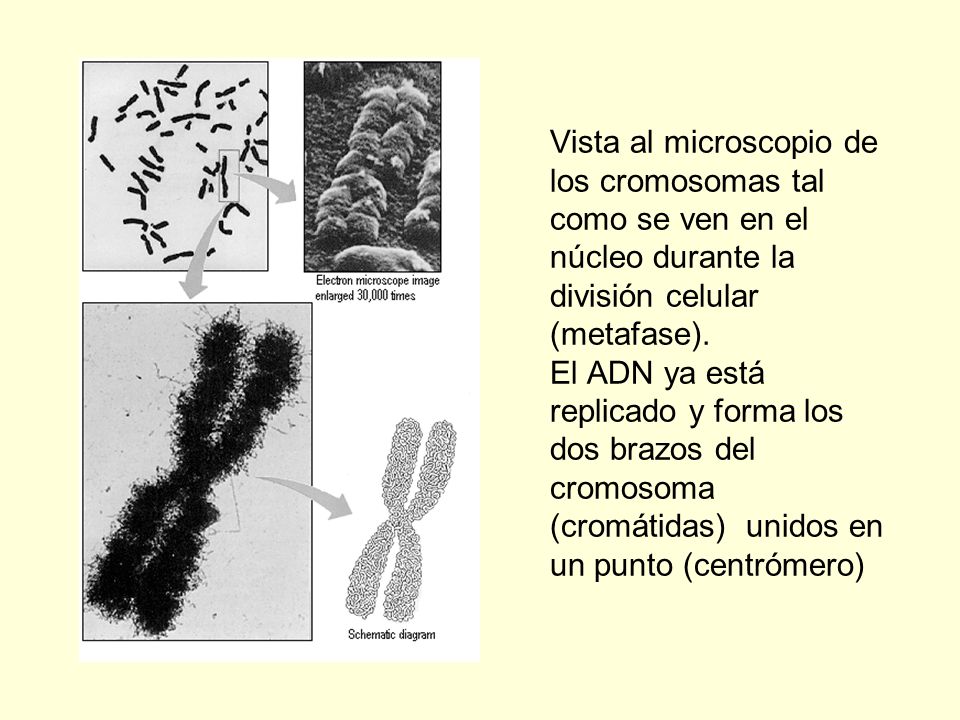 Vista al microscopio de los cromosomas tal como se ven en el núcleo durante la división celular (metafase).