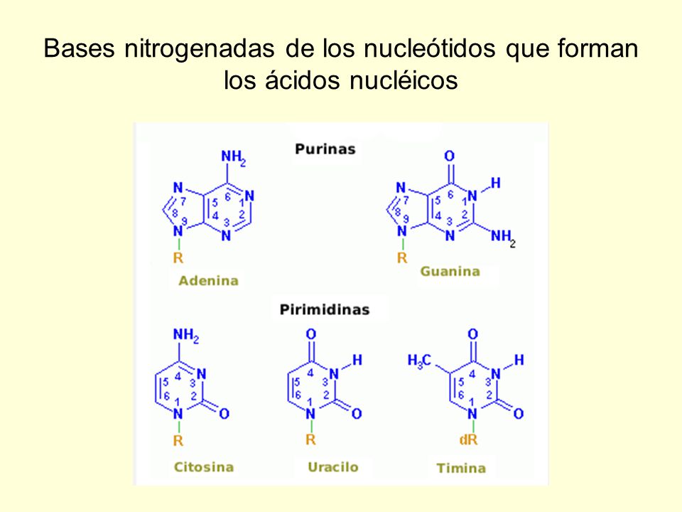 Bases nitrogenadas de los nucleótidos que forman los ácidos nucléicos