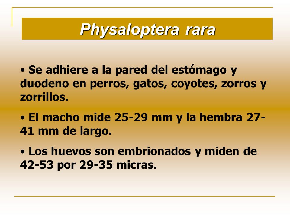Physaloptera rara Se adhiere a la pared del estómago y duodeno en perros, gatos, coyotes, zorros y zorrillos.