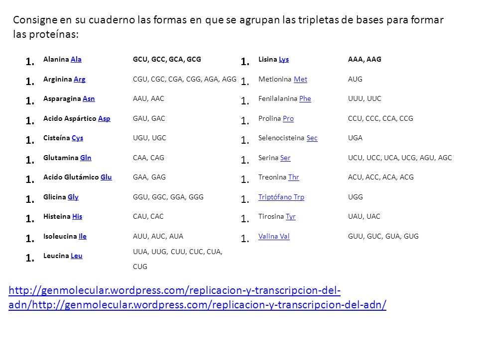 Consigne en su cuaderno las formas en que se agrupan las tripletas de bases para formar las proteínas:
