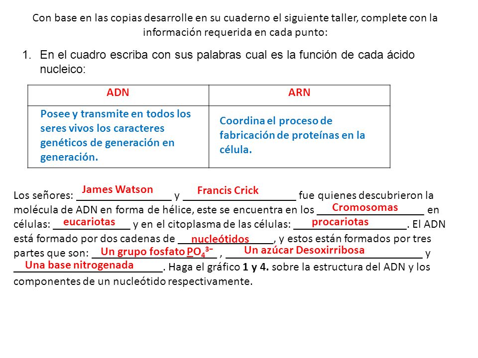 Coordina el proceso de fabricación de proteínas en la célula.