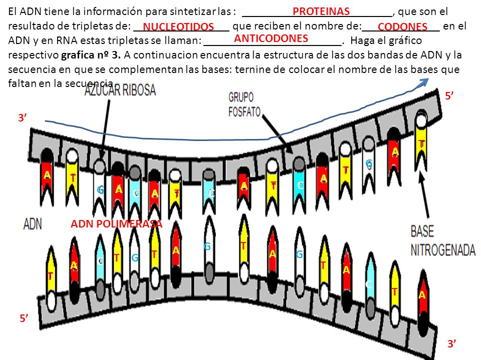 El ADN tiene la información para sintetizar las : _________________________, que son el resultado de tripletas de: ________________ que reciben el nombre de:_____________ en el ADN y en RNA estas tripletas se llaman: _______________________. Haga el gráfico respectivo grafica nº 3. A continuacion encuentra la estructura de las dos bandas de ADN y la secuencia en que se complementan las bases: ternine de colocar el nombre de las bases que faltan en la secuencia.