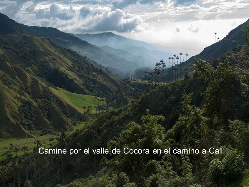 Camine por el valle de Cocora en el camino a Cali
