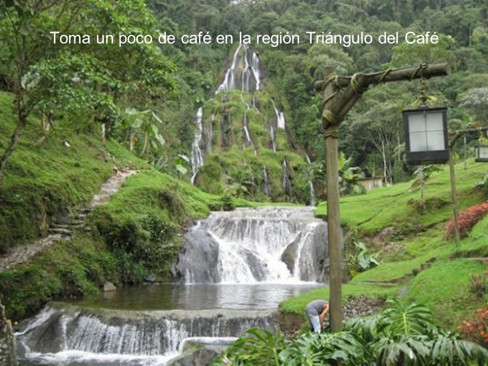 Toma un poco de café en la región Triángulo del Café