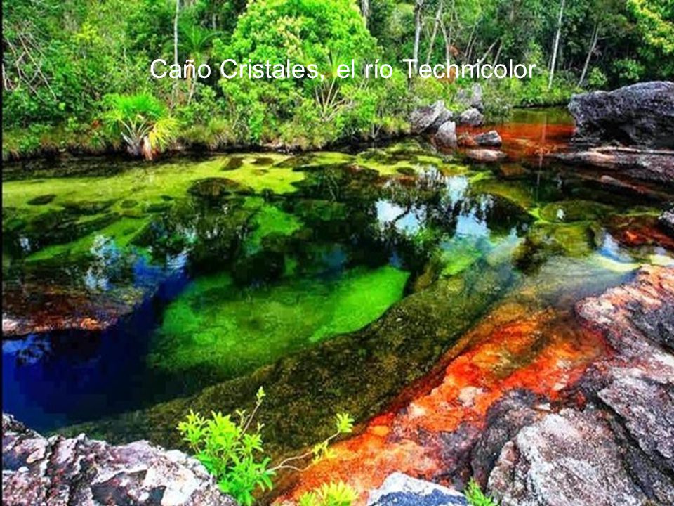 Caño Cristales, el río Technicolor