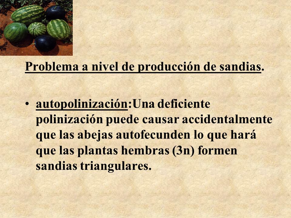 Problema a nivel de producción de sandias.