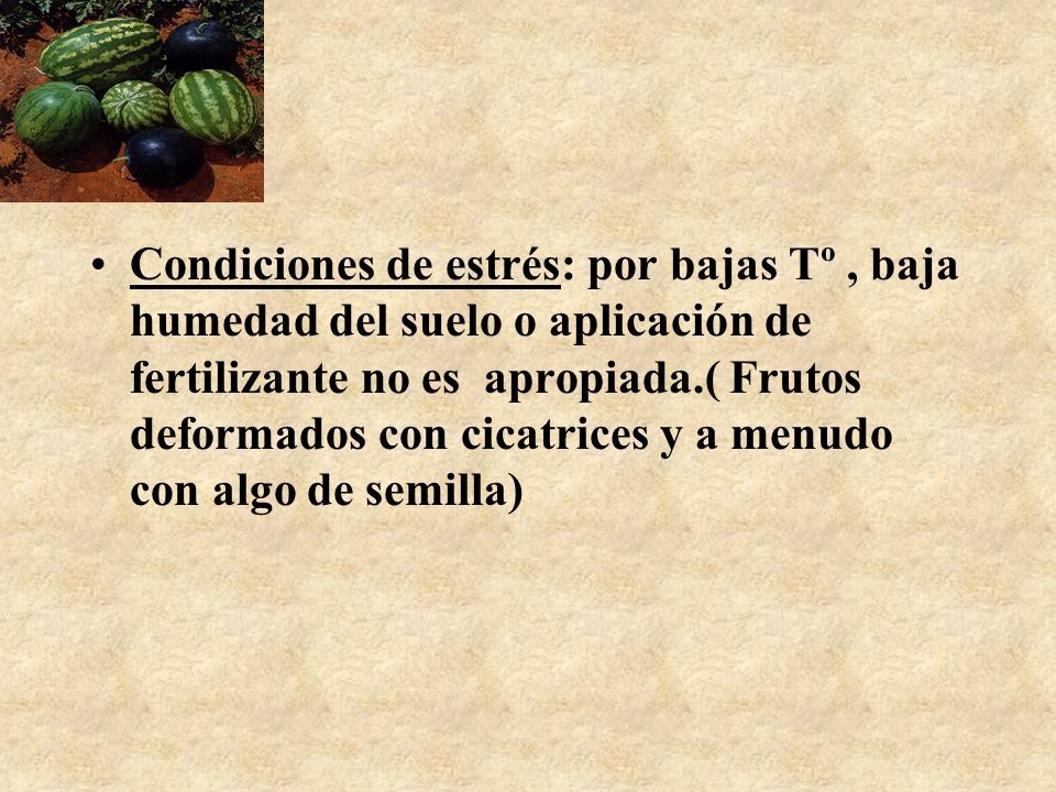 Condiciones de estrés: por bajas Tº , baja humedad del suelo o aplicación de fertilizante no es apropiada.( Frutos deformados con cicatrices y a menudo con algo de semilla)