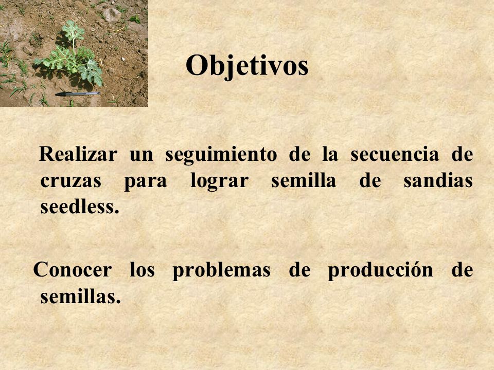 Objetivos Realizar un seguimiento de la secuencia de cruzas para lograr semilla de sandias seedless.