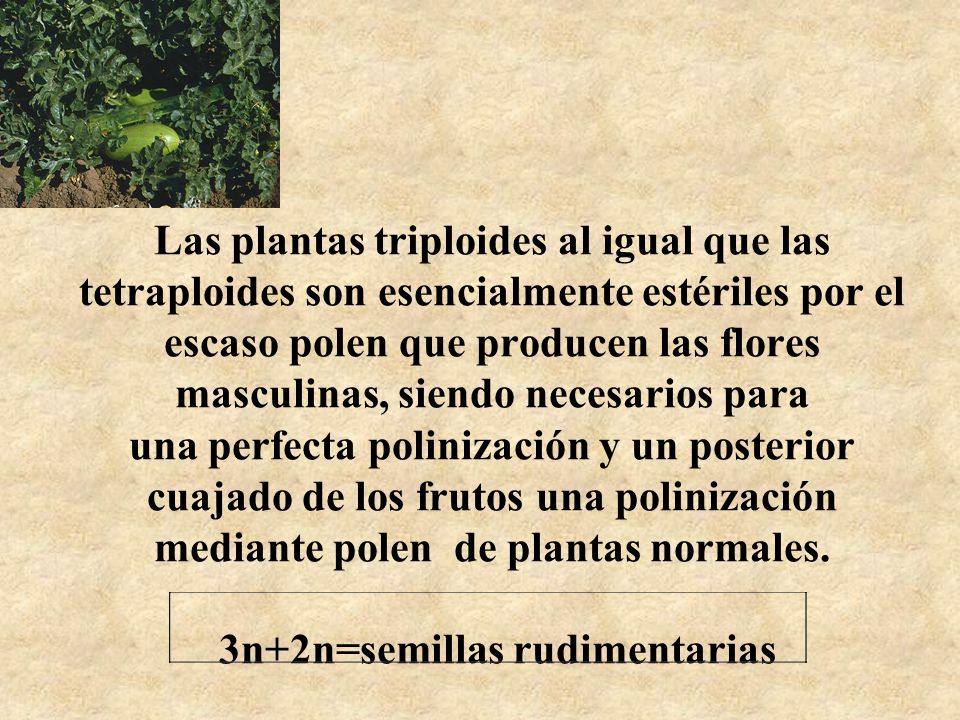 Las plantas triploides al igual que las tetraploides son esencialmente estériles por el escaso polen que producen las flores masculinas, siendo necesarios para una perfecta polinización y un posterior cuajado de los frutos una polinización mediante polen de plantas normales.