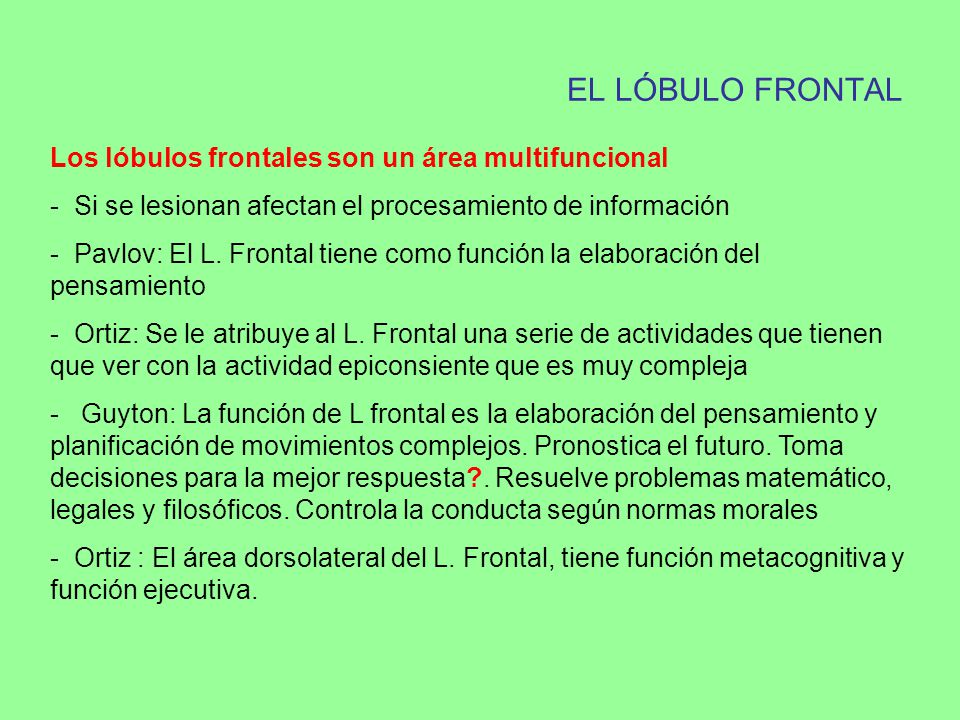 EL LÓBULO FRONTAL Los lóbulos frontales son un área multifuncional