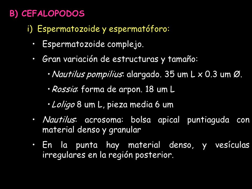 B) CEFALOPODOS Espermatozoide y espermatóforo: Espermatozoide complejo. Gran variación de estructuras y tamaño: