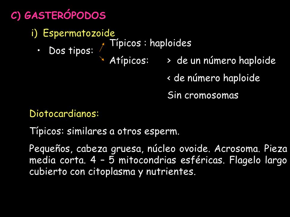 C) GASTERÓPODOS Espermatozoide. Dos tipos: Típicos : haploides. Atípicos: > de un número haploide.