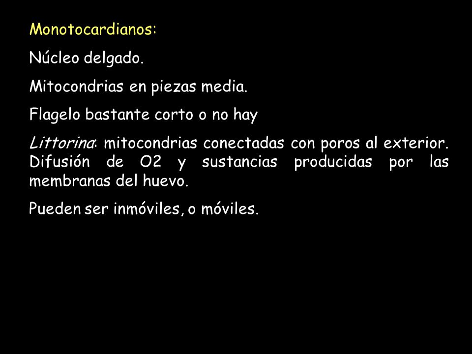 Monotocardianos: Núcleo delgado. Mitocondrias en piezas media. Flagelo bastante corto o no hay.