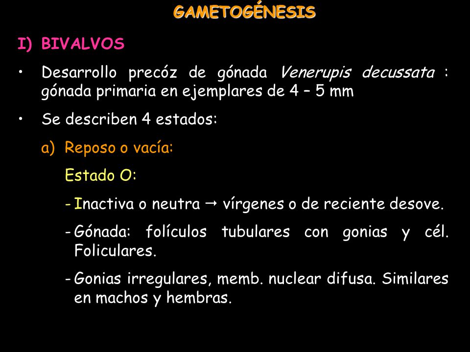 GAMETOGÉNESIS BIVALVOS. Desarrollo precóz de gónada Venerupis decussata : gónada primaria en ejemplares de 4 – 5 mm.