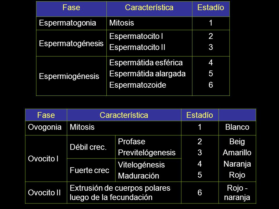 Fase Característica. Estadío. Espermatogonia. Mitosis. 1. Espermatogénesis. Espermatocito I. Espermatocito II.