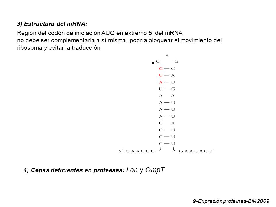 Región del codón de iniciación AUG en extremo 5’ del mRNA