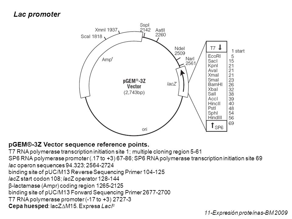 Lac promoter pGEM®-3Z Vector sequence reference points.