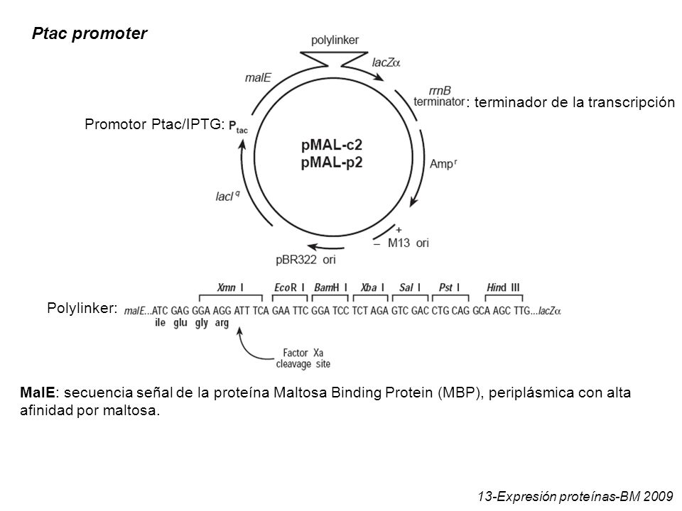 Ptac promoter : terminador de la transcripción Promotor Ptac/IPTG:
